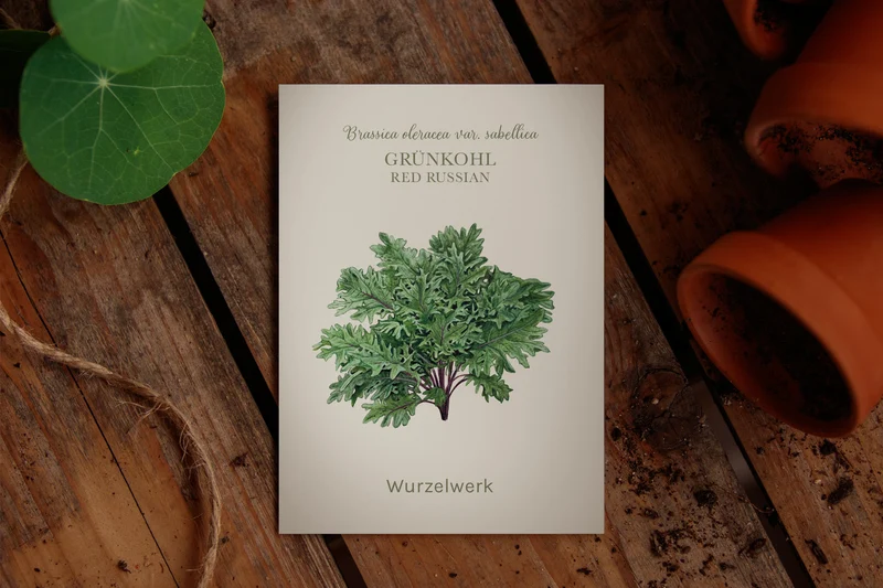 Federkohl 'Red Russian'