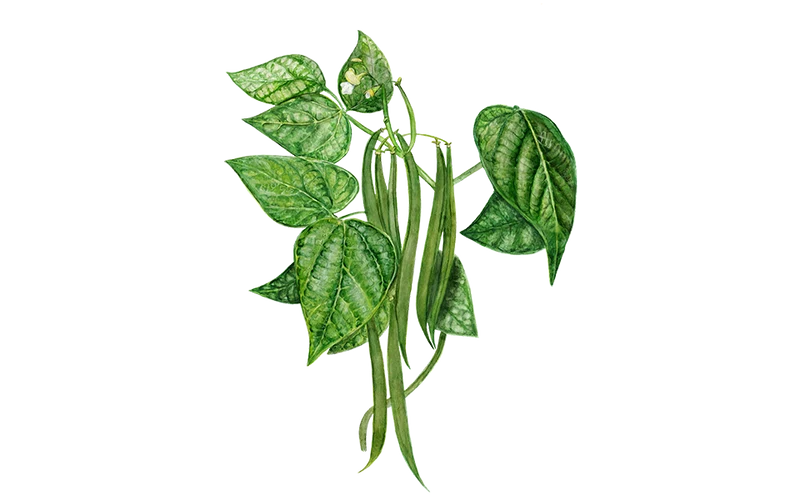 Buschbohne 'Marona'