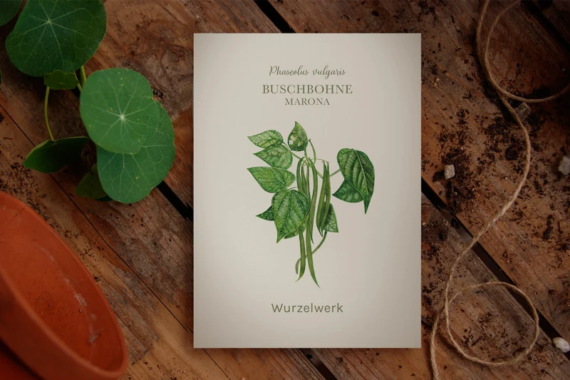 Buschbohne 'Marona'