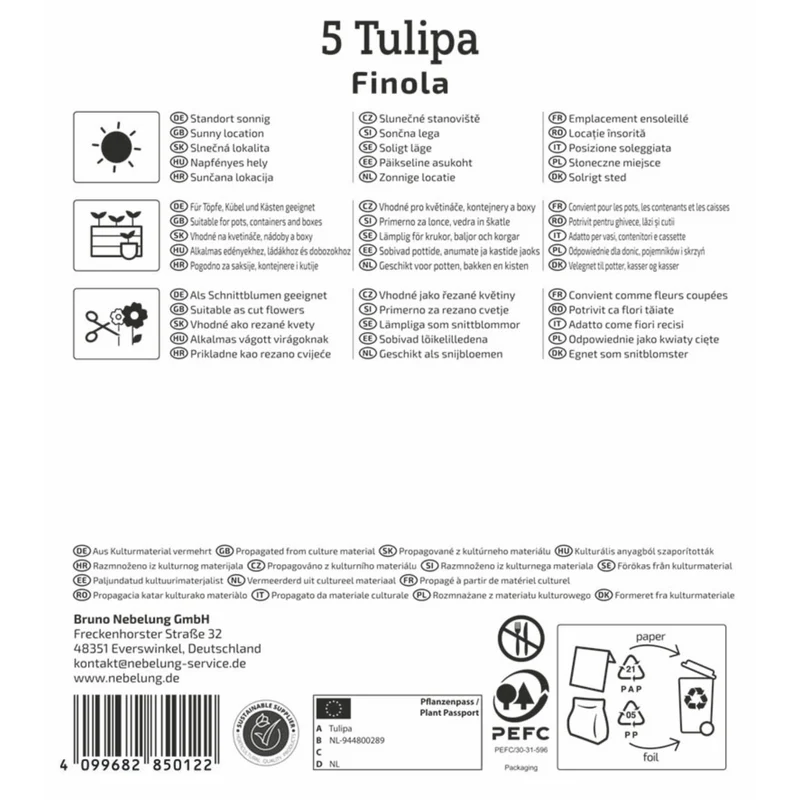 Kiepenkerl Gefüllte Späte Tulpe 'Finola', Profi-Line