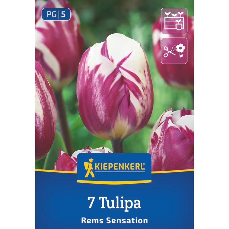 Kiepenkerl Triumph-Tulpe 'Rems Sensation'