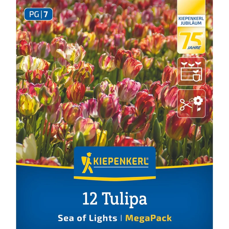 Kiepenkerl Einfache Späte Tulpe 'Sea of Lights', Mega-Pack