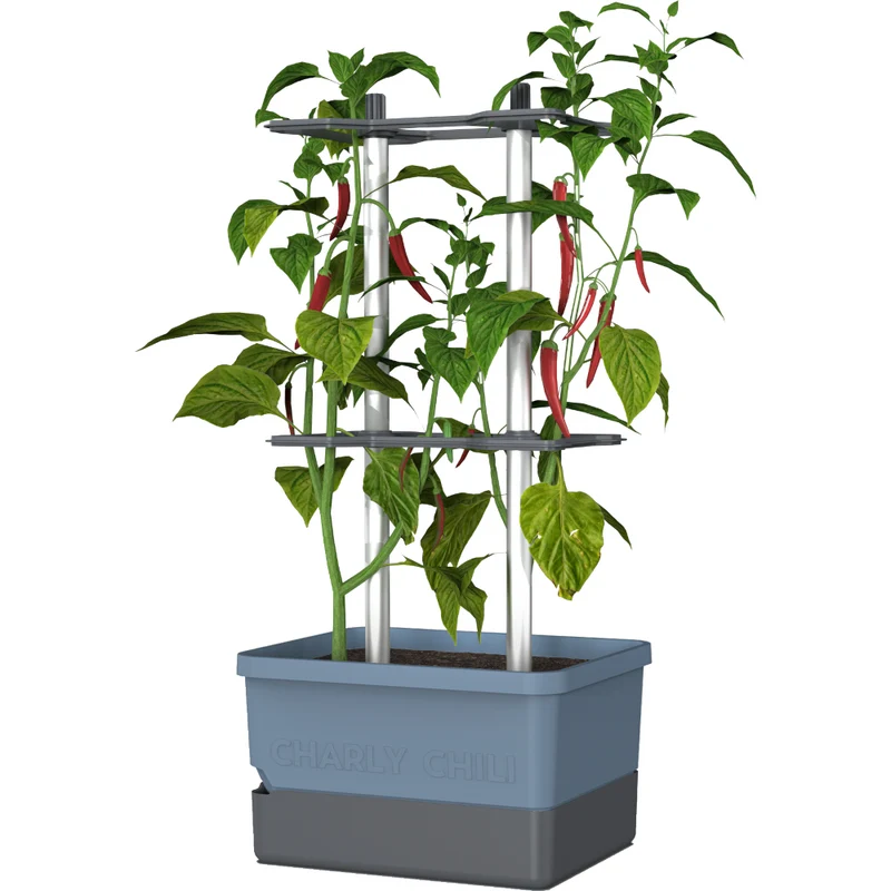 Gusta Garden Chili Starter-Set