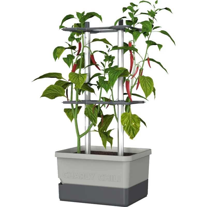 Gusta Garden Chili Starter-Set