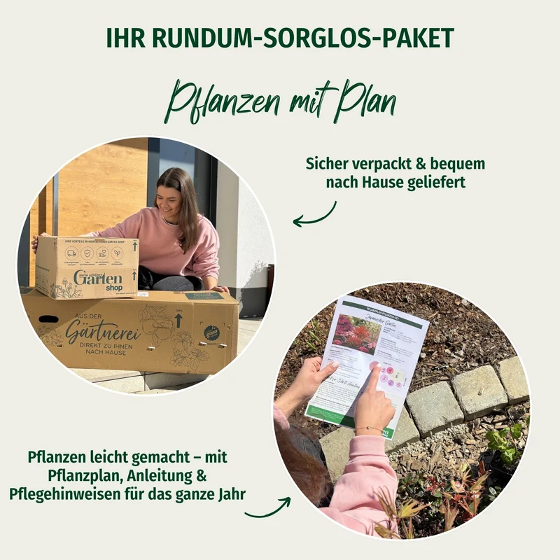 Pflanzen-Set "Felsenbirne im langen Blütenzauber"