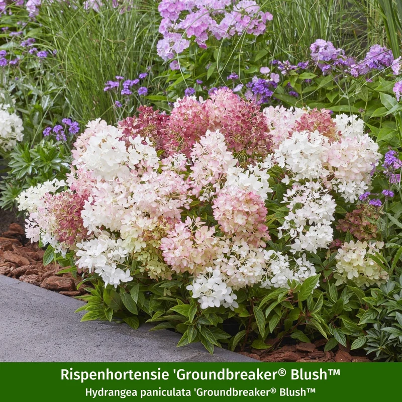Pflanzen-Set "Felsenbirne im langen Blütenzauber"
