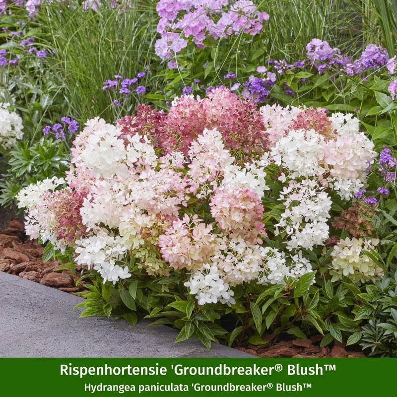 Paket 2 von 2 "Modernes Streifenbeet mit Hortensien und Stauden"