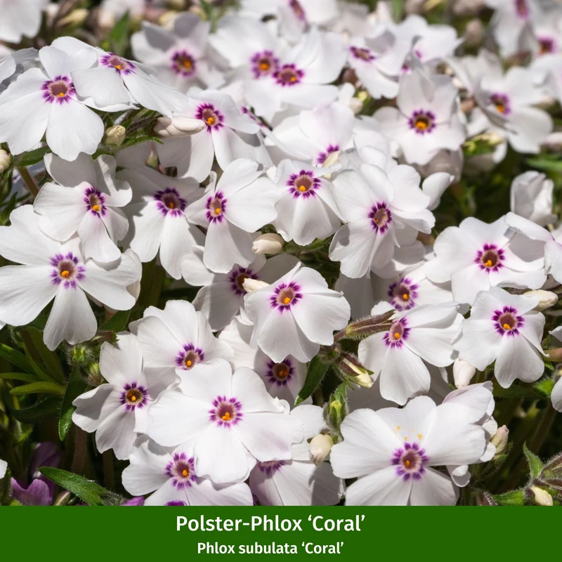 Bunter Phlox-Mix
