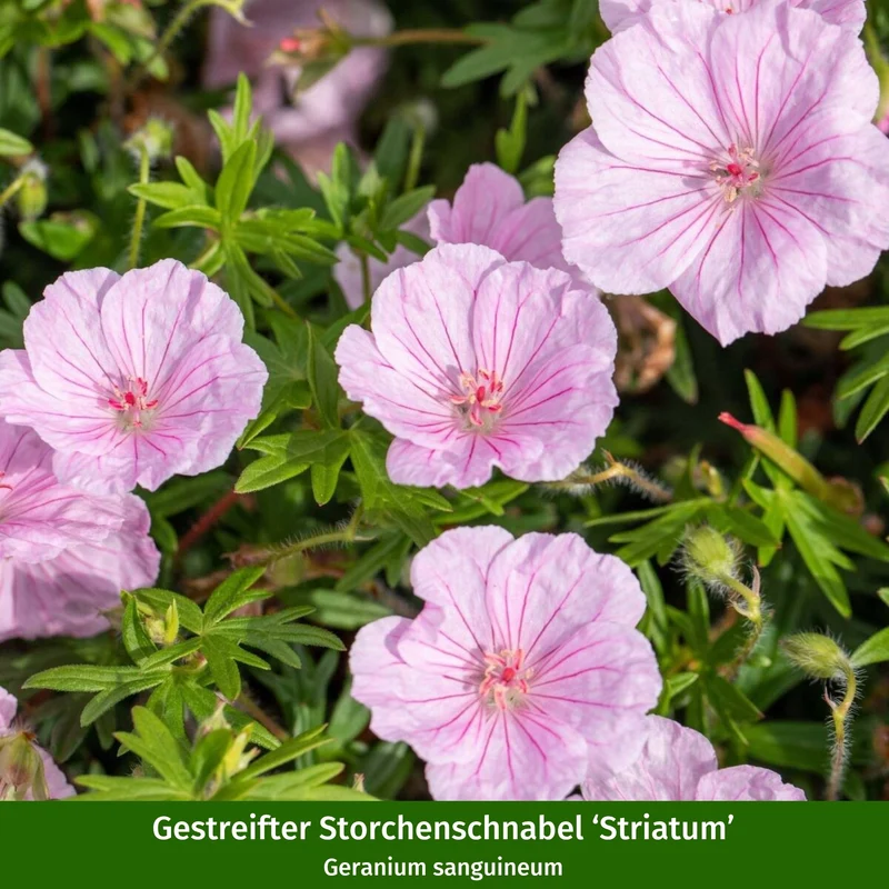 Stauden-Set "Romantischer Stauden-Klassiker"