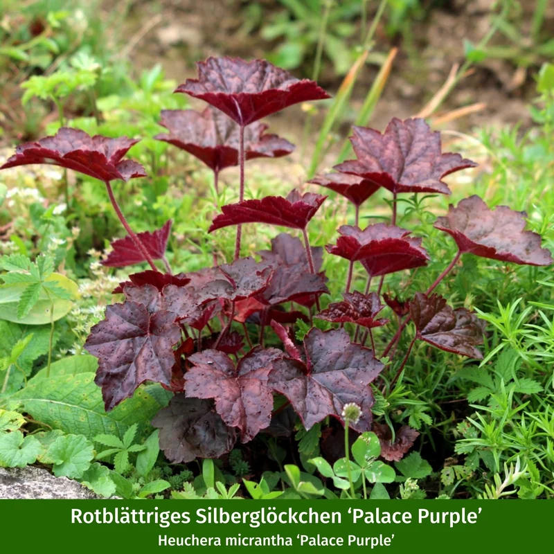 Staudenbeet "Schattenzauber"