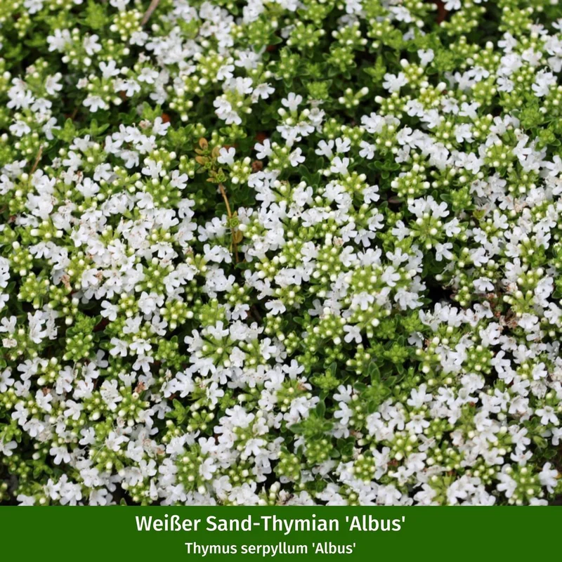 Stauden-Set "Mediterraner Staudengarten"