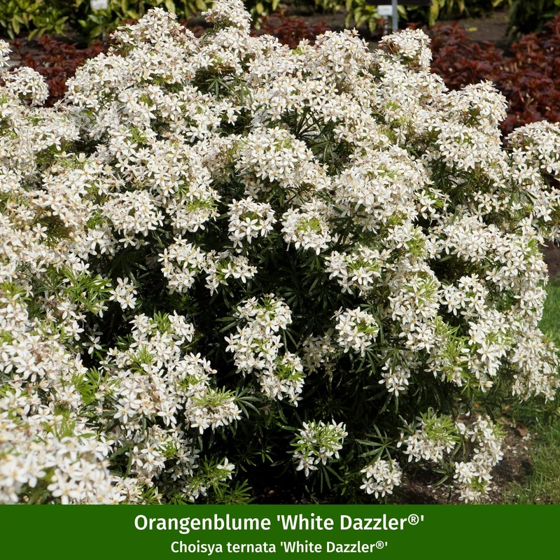 Pflanzen-Set "Pflegeleichter und sonnenliebender Steppengarten"
