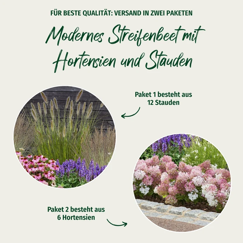 Pflanzen-Set "Modernes Streifenbeet mit Hortensien und Stauden"