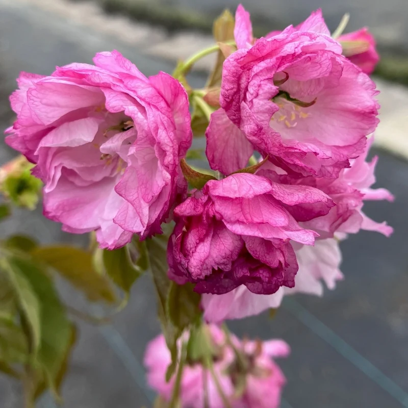 Nelkenkirsche 'Pink Perfection'