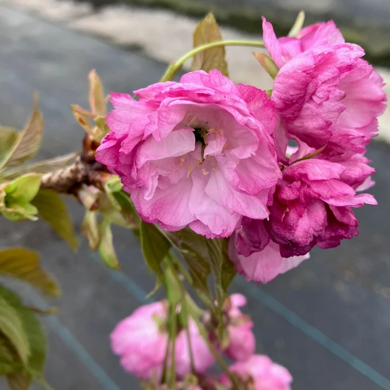 Nelkenkirsche 'Pink Perfection'