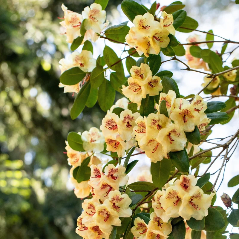 Rhododendron Easydendron®