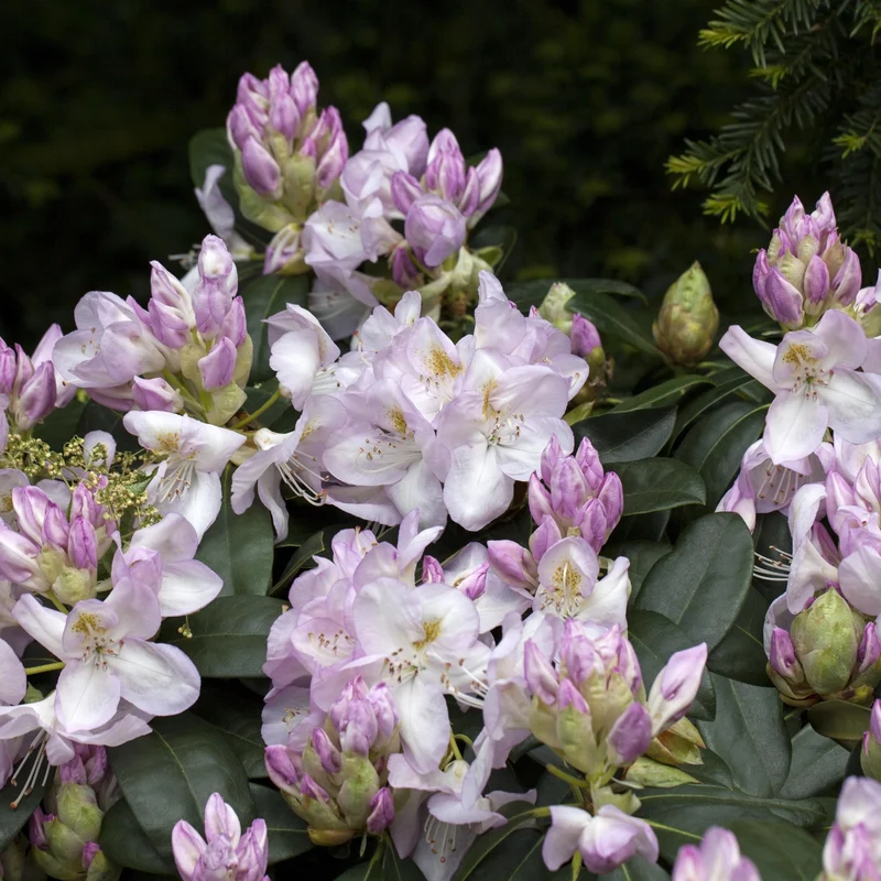 Rhododendron Easydendron®
