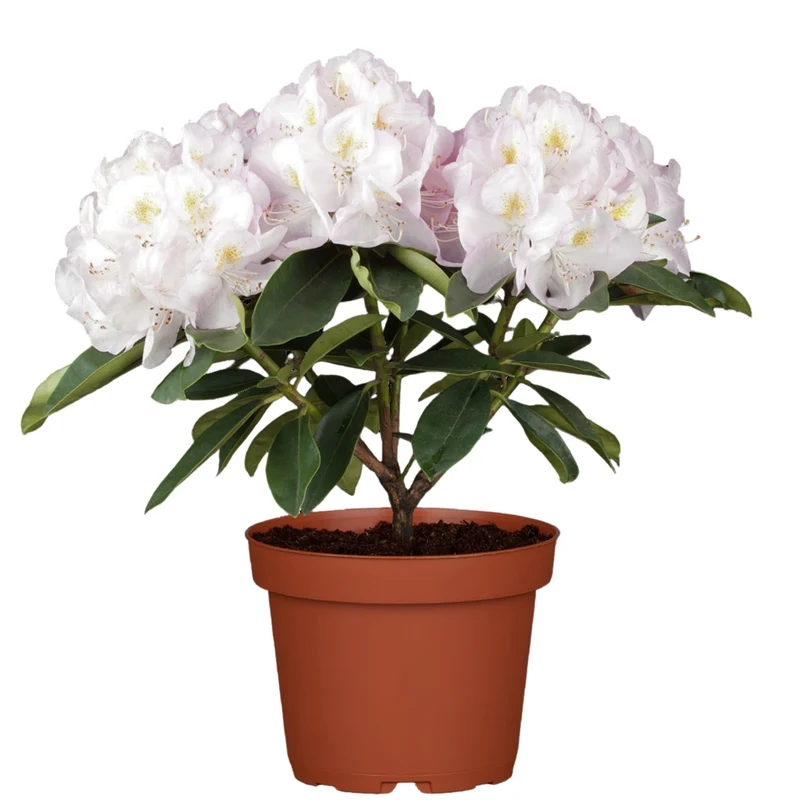 Rhododendron Easydendron®