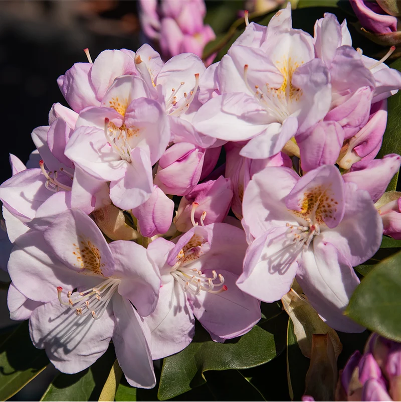 Rhododendron 'Gomer Waterer'