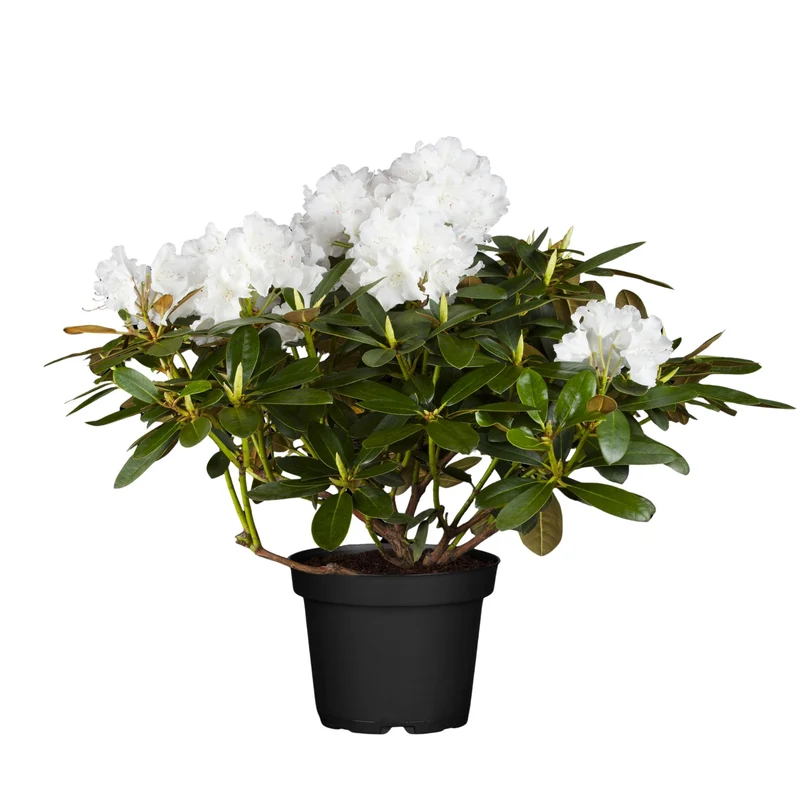Rhododendron Easydendron®