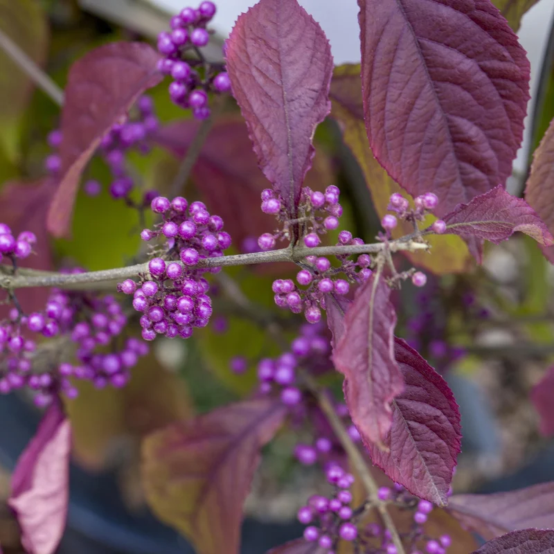 Liebesperlenstrauch 'Pearl Glams®'