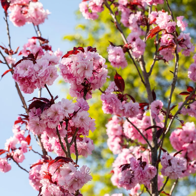 Japanische Nelkenkirsche 'Royal Burgundy'