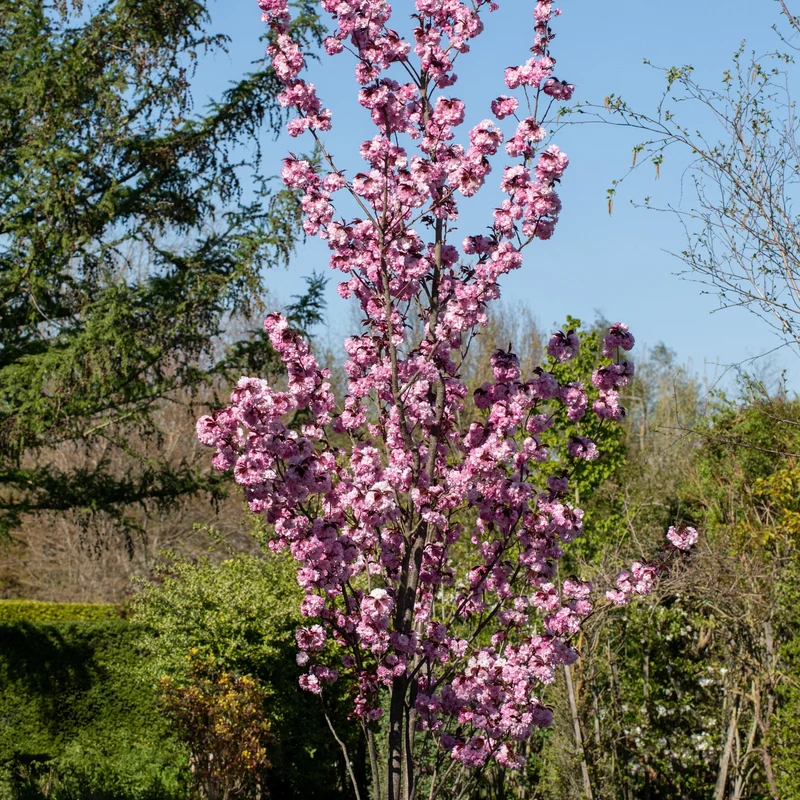 Japanische Nelkenkirsche 'Royal Burgundy'