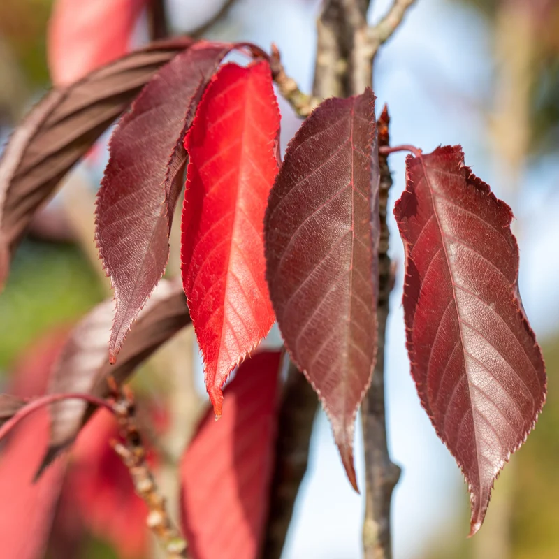 Japanische Nelkenkirsche 'Royal Burgundy'