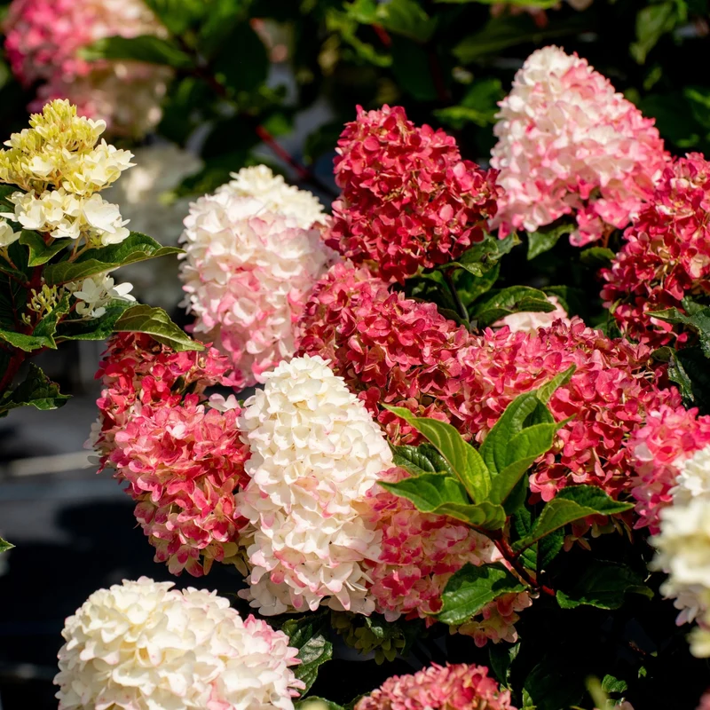 Rispenhortensie 'Spring Sizzle®'