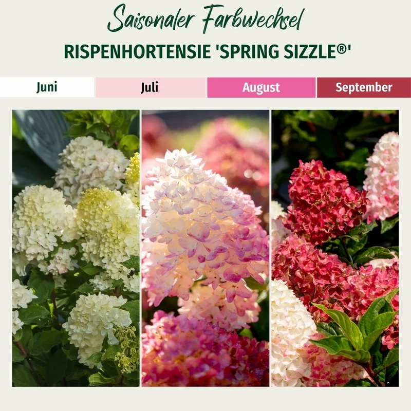 Rispenhortensie 'Spring Sizzle®'