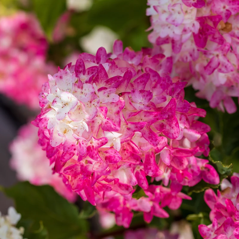Rispenhortensie 'Spring Sizzle®'