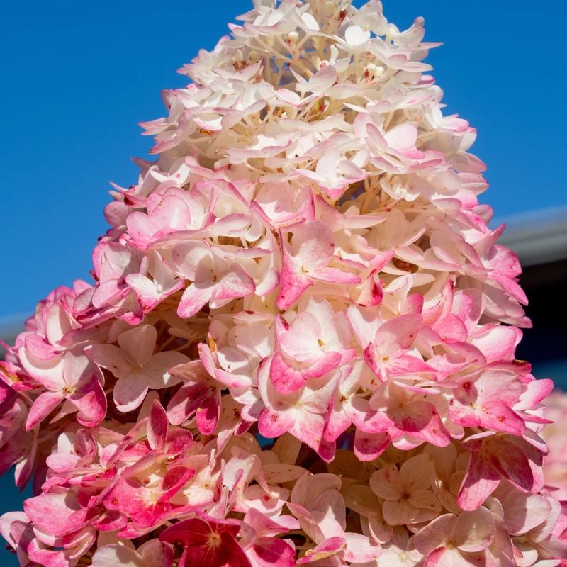 Rispenhortensie 'Spring Sizzle®'