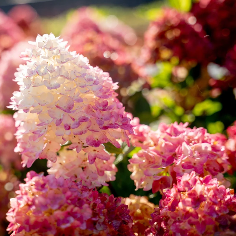 Rispenhortensie 'Spring Sizzle®'
