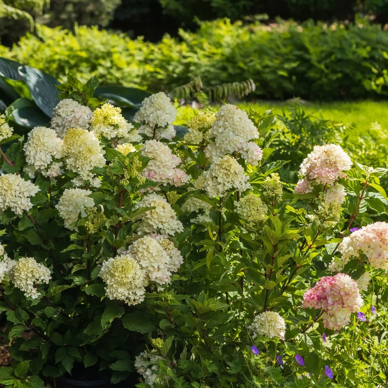 Rispenhortensie 'Spring Sizzle®'