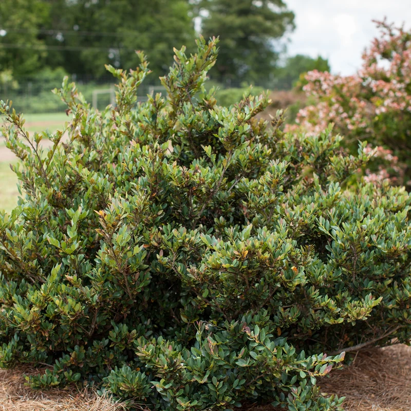 Traubiger Zweigriffel 'Coppertone®'