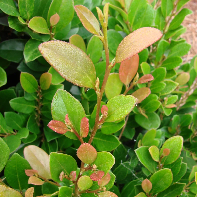 Traubiger Zweigriffel 'Coppertone®'