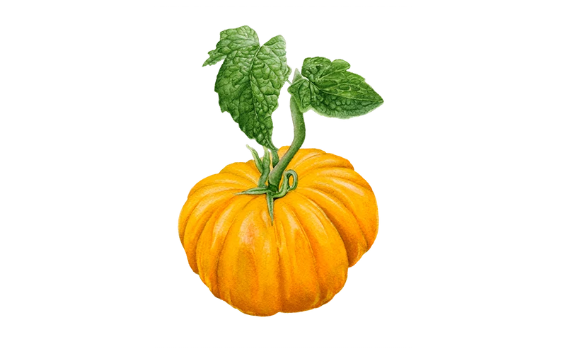 Fleischtomate 'Ananas', Bio-Jungpflanze