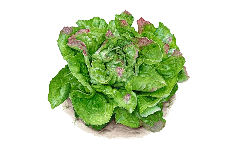 Bataviasalat 'Carmen'