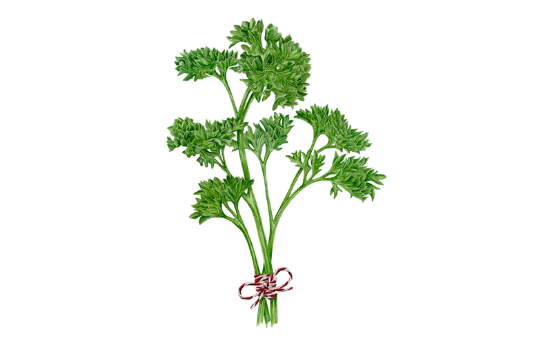 Petersilie ‘Mooskrause‘