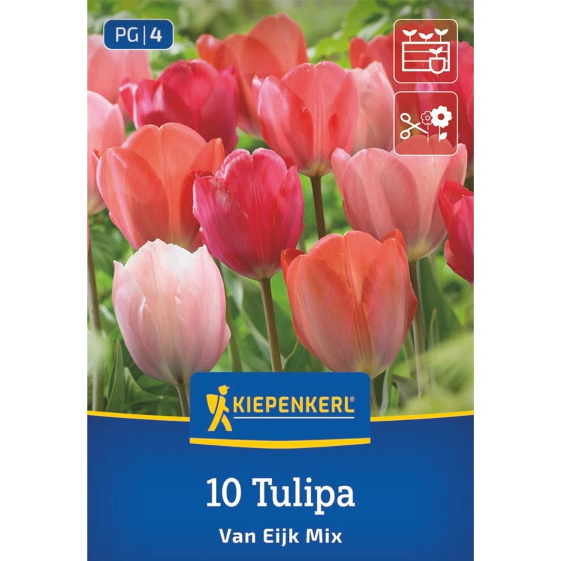 Kiepenkerl Darwin-Hybrid-Tulpe "Van Eijk Mix"