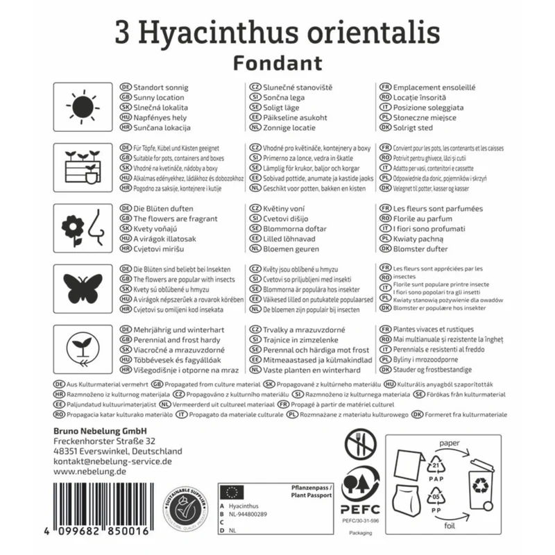 Kiepenkerl Hyazinthe 'Fondant'