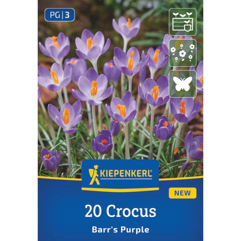 Kiepenkerl Botanischer Krokus 'Barr's Purple'