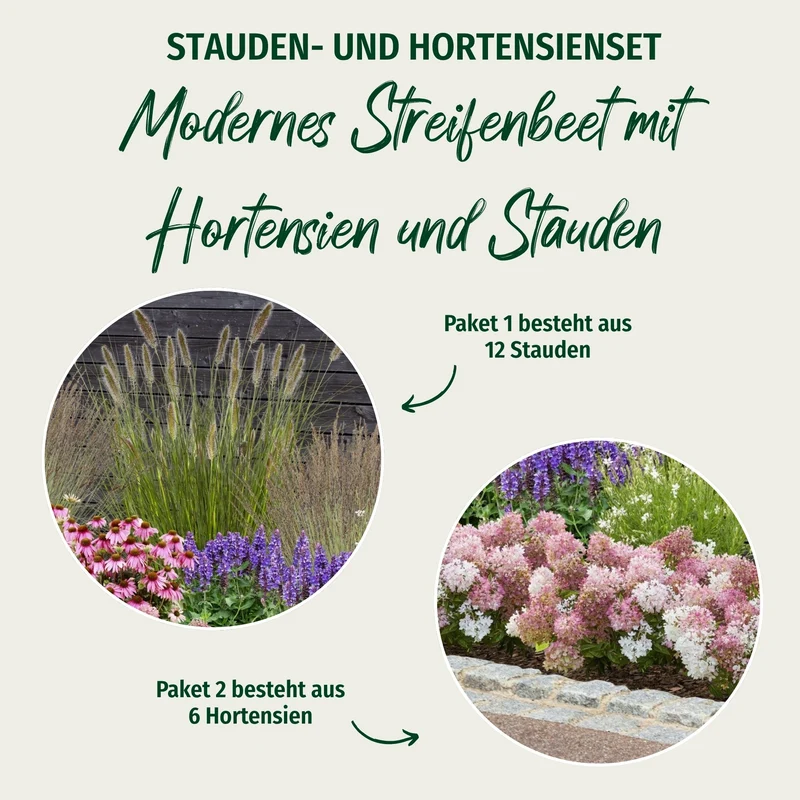 Paket 1 von 2 "Modernes Streifenbeet mit Hortensien und Stauden"