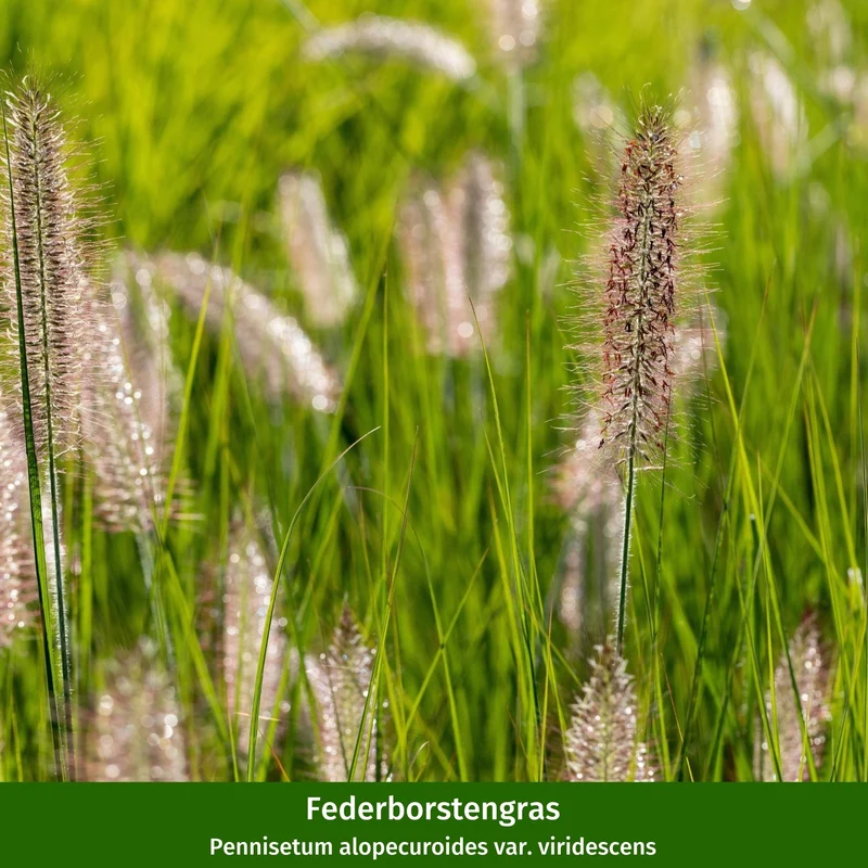 Paket 1 von 2 "Modernes Streifenbeet mit Hortensien und Stauden"