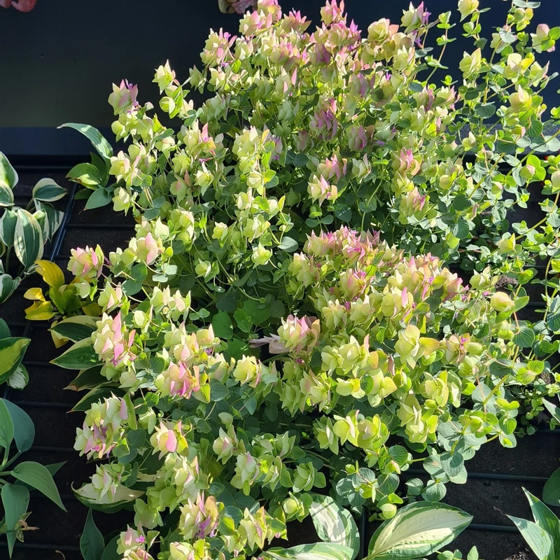 Hopfen-Dost 'Kent Beauty'