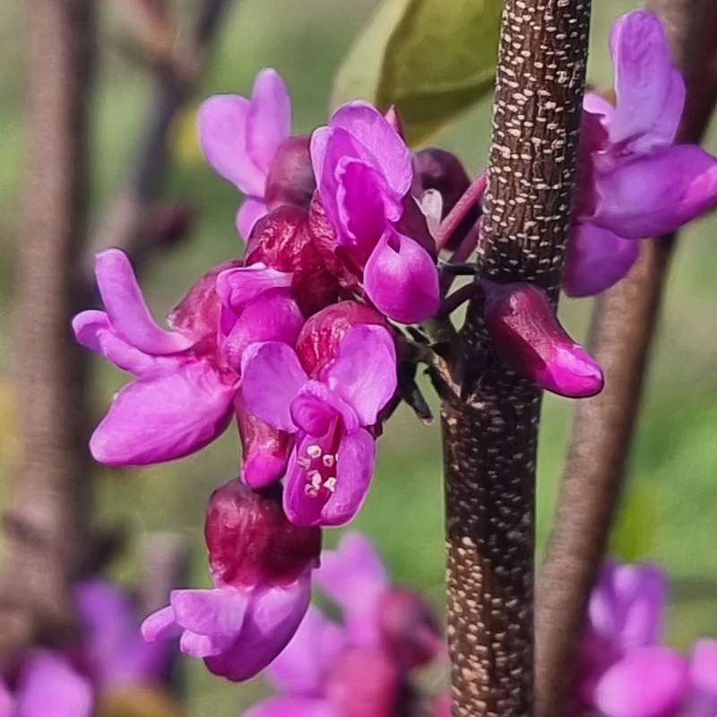 Judasbaum 'Blue Lagoon®'
