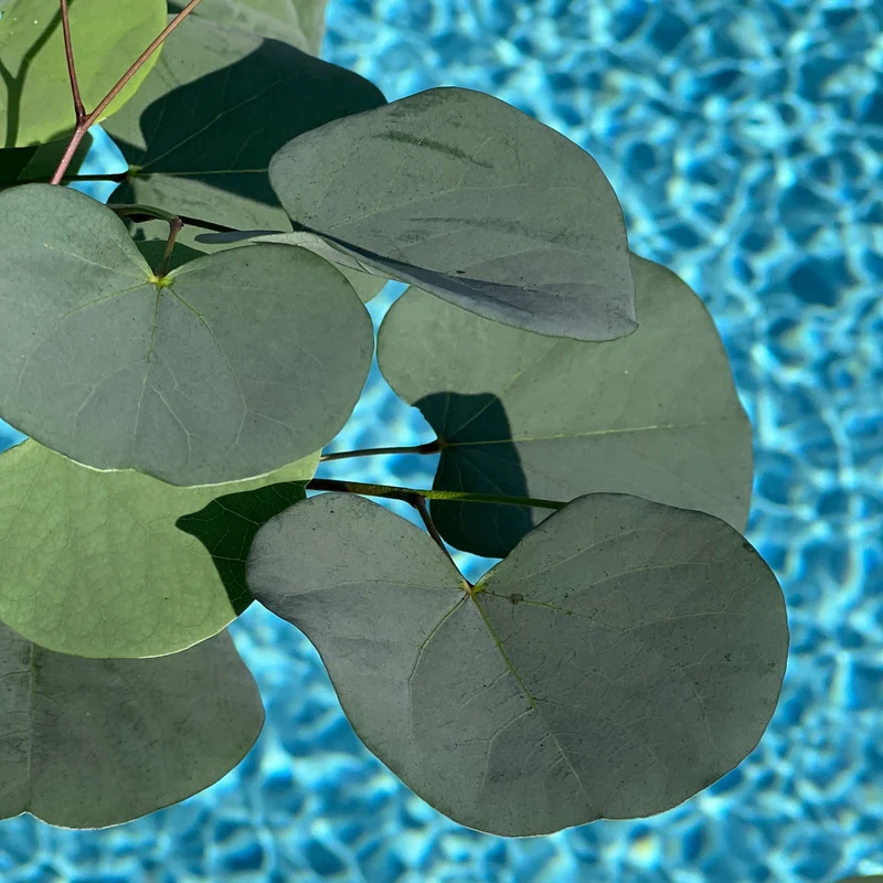 Judasbaum 'Blue Lagoon®'