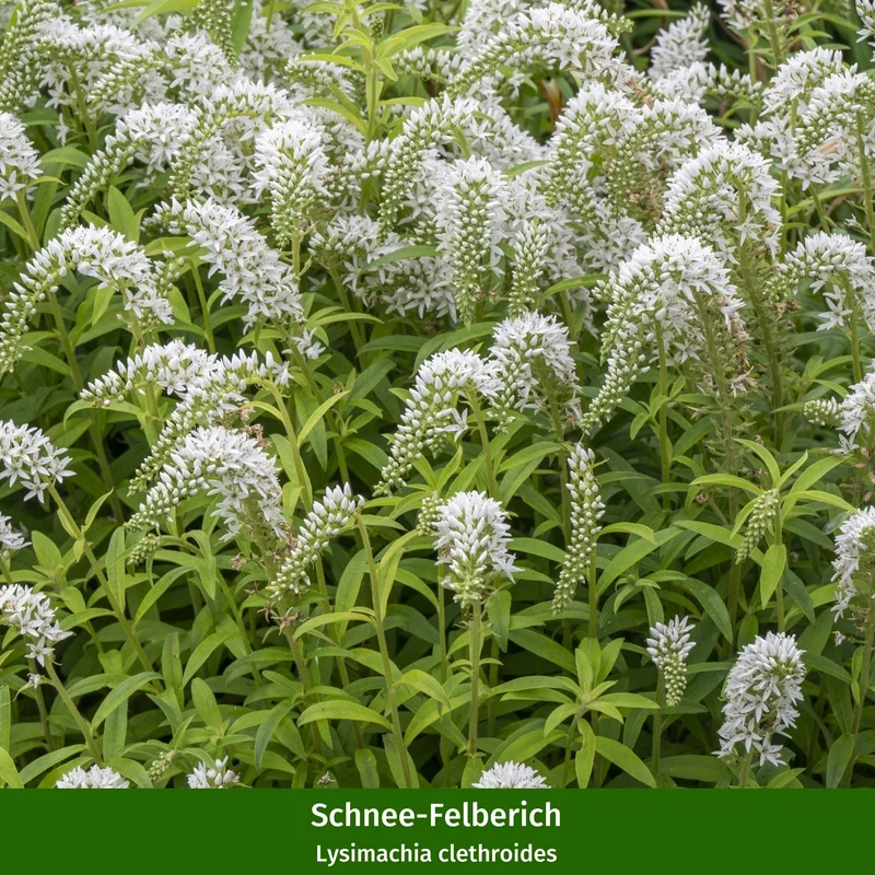 Pflanzen-Set "Mini-Entree für den schattigen Vorgarten"