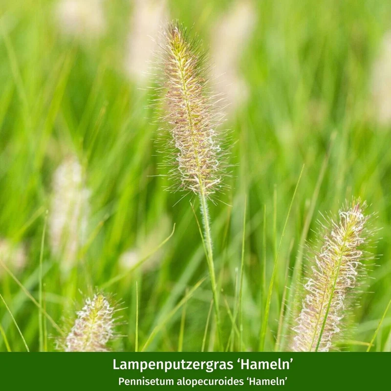 Pflanzen-Set "Pflegeleichter und sonnenliebender Steppengarten"