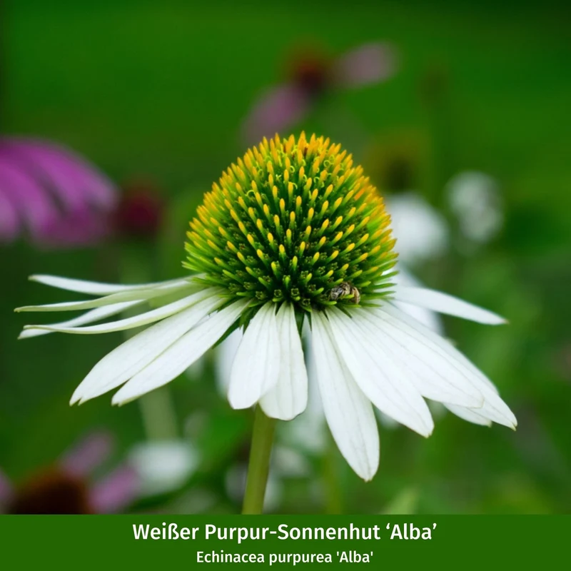 Pflanzen-Set "Pflegeleichter und sonnenliebender Steppengarten"
